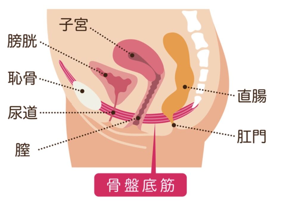 骨盤底筋とは？